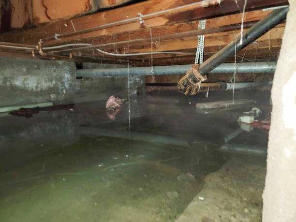 Best Water damage restoration near me  in Holden Heights, FL